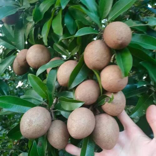 现摘海南人心果新鲜现摘特大果当季孕妇热带稀罕见水果5斤人参果