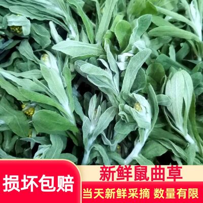 新鲜鼠曲草棉籽菜清明草做清明团子水牛花新鲜捻子菜软雀草现挖