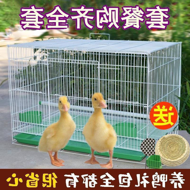 柯尔鸭笼子防喷尿可爱养小鸡的窝宠物小鸭子围栏鸡鸭鹅专用饲养笼