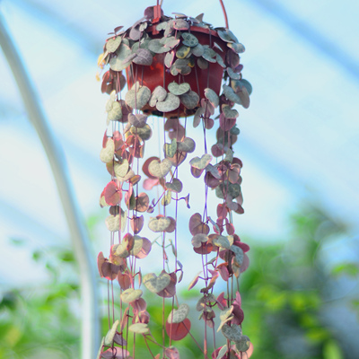 萝藦科吊灯花属爱之蔓吊兰植物