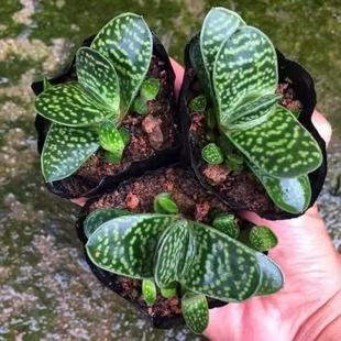 子宝多肉植物元宝花招财进宝肉肉办公室内桌面绿植花卉盆栽防辐射