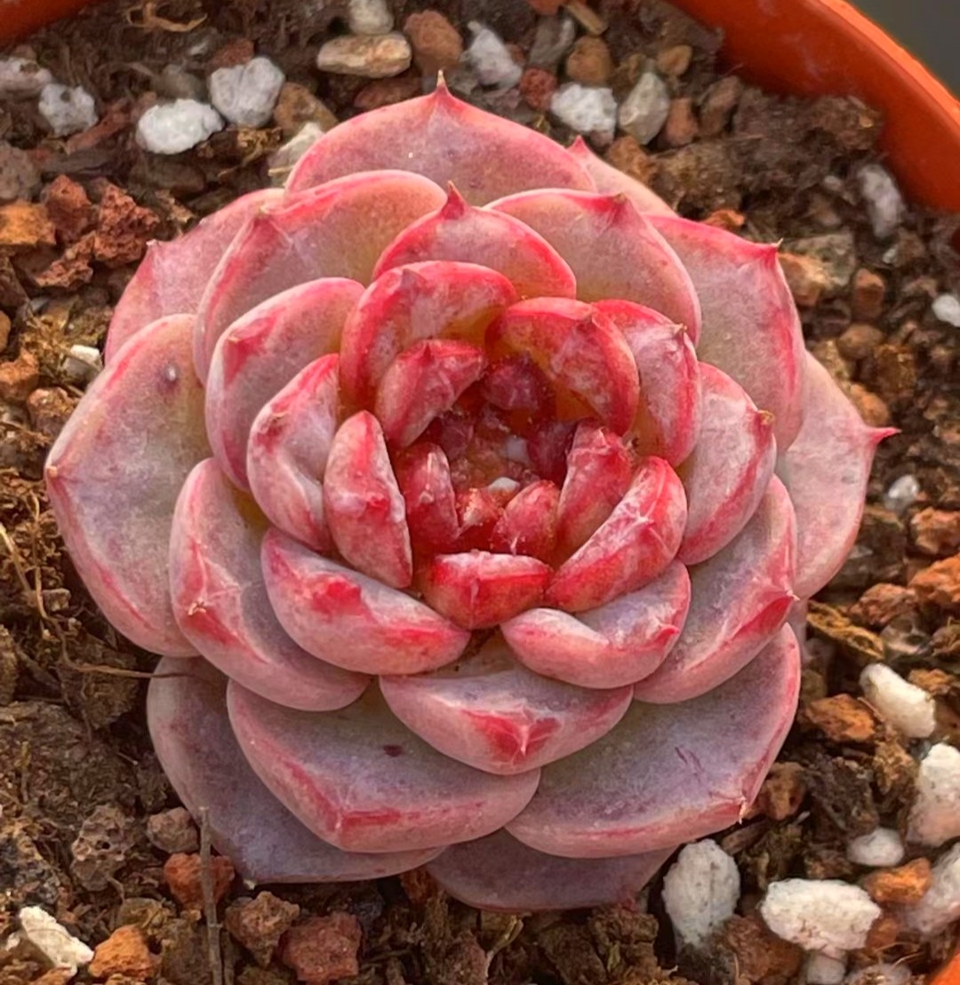 韩国趣味正版进口小群生多肉植物