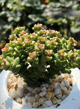 绿植小米星群生四季花卉多肉植物