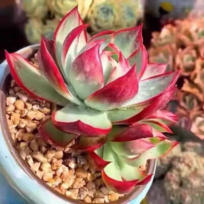 惊鸿仙子多肉植物新品贵货拉丝