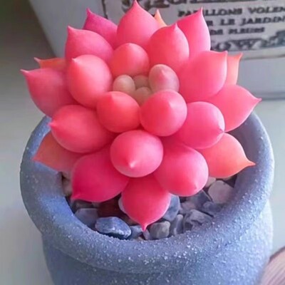 红蜻蜓办公桌面阳台防辐射