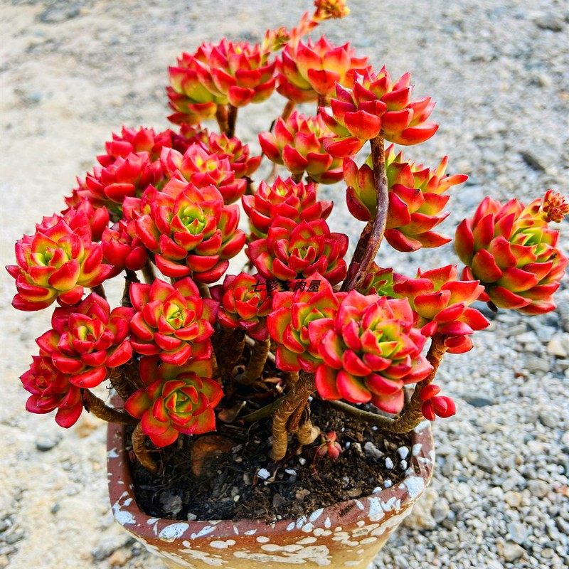 火焰蒂亚手捧花卉老桩超大巨型稀有品种多肉植物组合带盆栽好新款