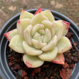 多肉植物 室内花卉 控养精品 超萌肉 组合盆栽 新手肉肉 白夜香槟