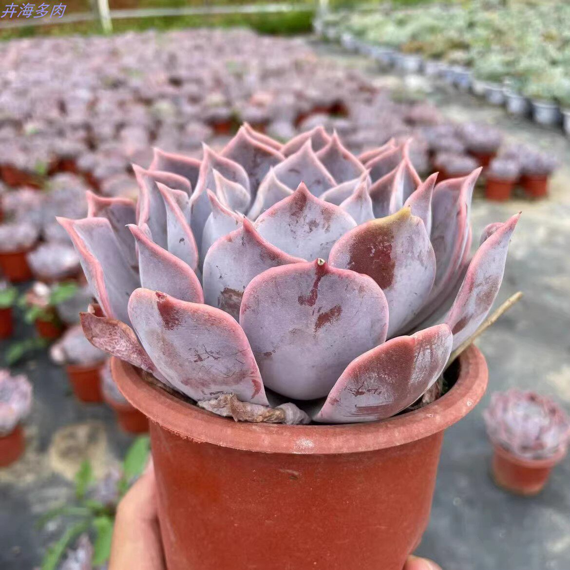 露西娜多肉植物 组合盆栽绿植花卉多肉组盆拼盆适新手萌肉肉