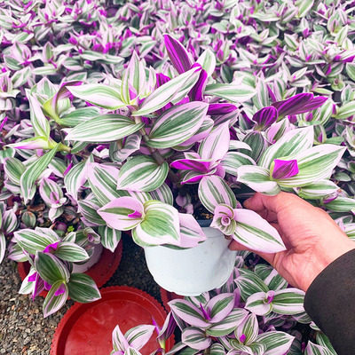 油画吊兰植物胭脂云盆栽好养活花卉稀有多肉阳台室内四季观赏好养