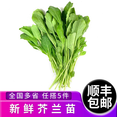新鲜芥兰苗500g芥兰苗清炒凉拌潮汕火锅蔬菜
