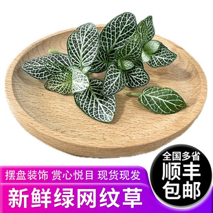 新鲜绿网纹草 酒店日料西餐料理摆盘点缀叶子 全国多省顺丰包邮