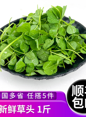 新鲜草头500g 上海本地农家三叶菜 新鲜蔬菜金花菜苜蓿草本地草头