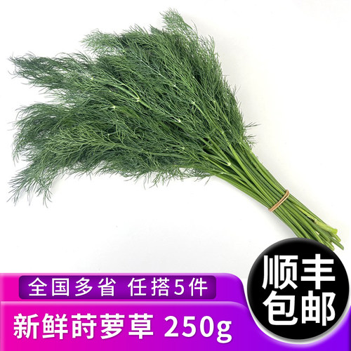 新鲜莳萝草250g 食用泰国香料菜刁草土茴香酒店摆盘西餐调料蔬菜