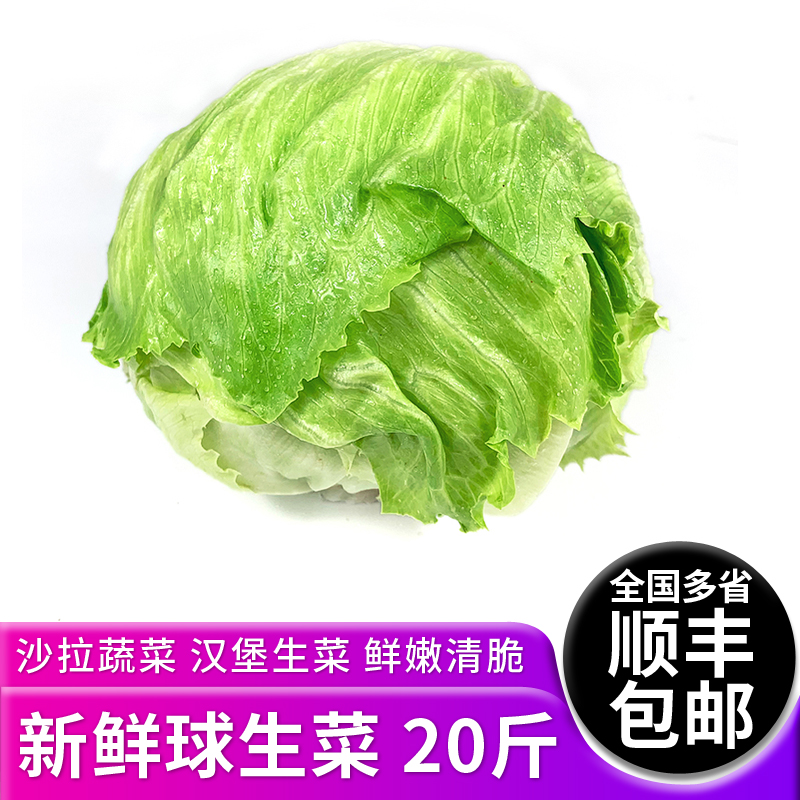 新鲜球生菜20斤汉堡沙拉蔬菜