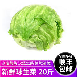 球生菜20斤 新鲜蔬菜沙拉食材西餐汉堡用圆生菜球型西生菜包邮