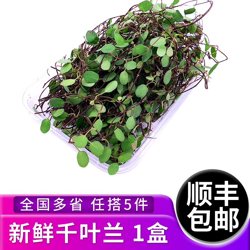 新鲜千叶兰绿食者摆盘围盘花草