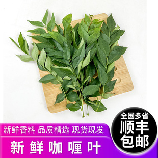 新鲜咖喱叶 100g 新鲜香料 全国多省顺丰包邮
