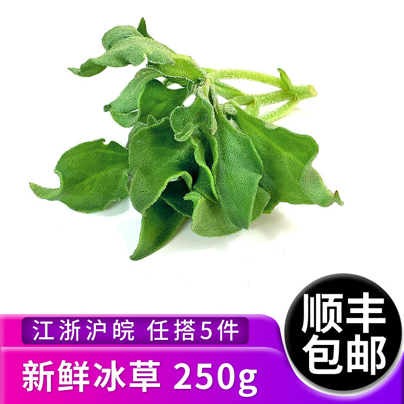 新鲜冰草 冰菜西餐凉拌酒店火锅生吃沙拉蔬菜 江浙沪皖5件包邮