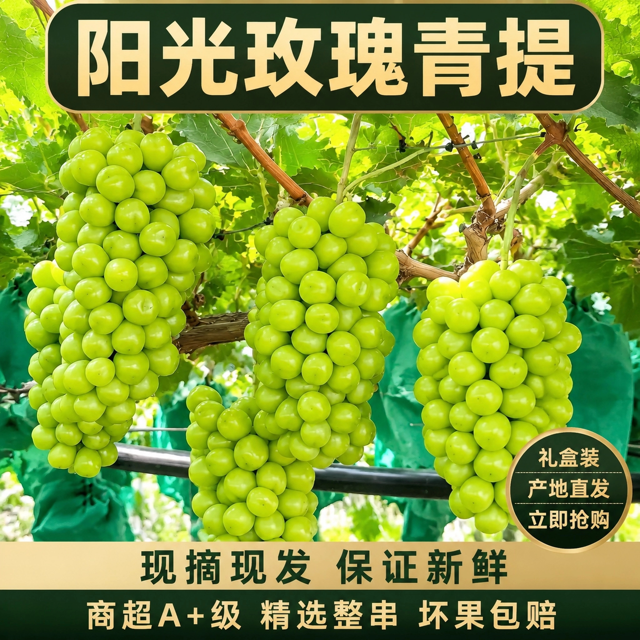 顺丰包邮现摘现发四川大凉山西昌阳光玫瑰葡萄无籽青提5斤