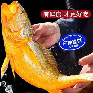 宁德野化大黄鱼海鱼舟山东极岛深海捕捞新鲜速冻黄花鱼顺丰快递