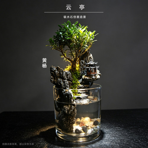 云亭吸水石老桩黄杨成品创意微景观造景玻璃缸上水石成品桌面绿植