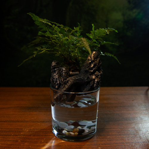 水云涧 狼尾蕨玻璃缸水陆景观带盆带景绿植种好成品桌面植物景观