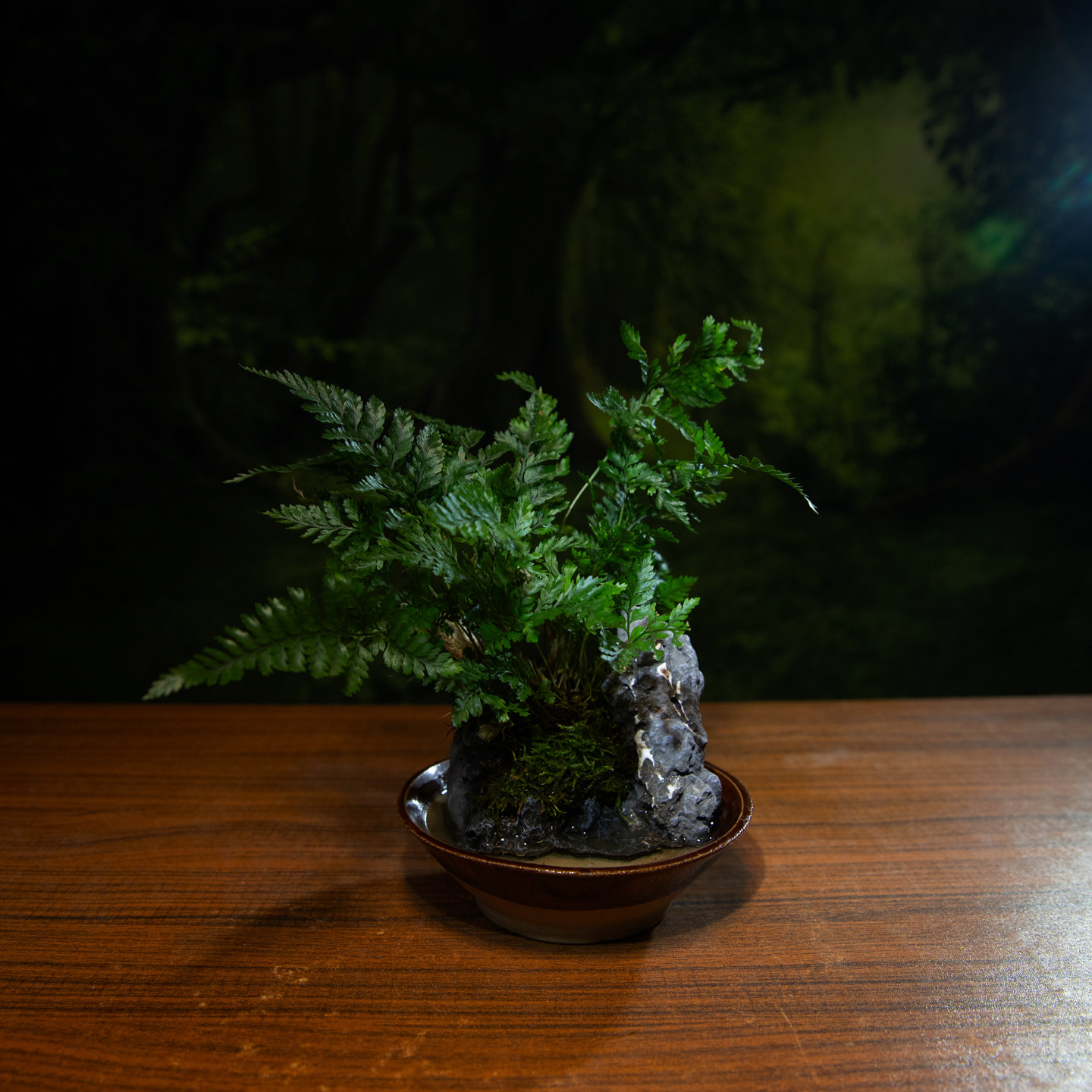 狼尾蕨盆景自吸水中式禅意茶台室内桌面绿植景观盆栽喜阴喜水易养,鲜花速递/花卉仿真/绿植园艺,绿植,淘宝优惠券,粉丝福利购,淘宝优惠卷