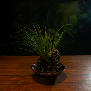 菖蒲盆景带景中式禅意茶台室内桌面绿植景观盆栽喜阴喜水易养