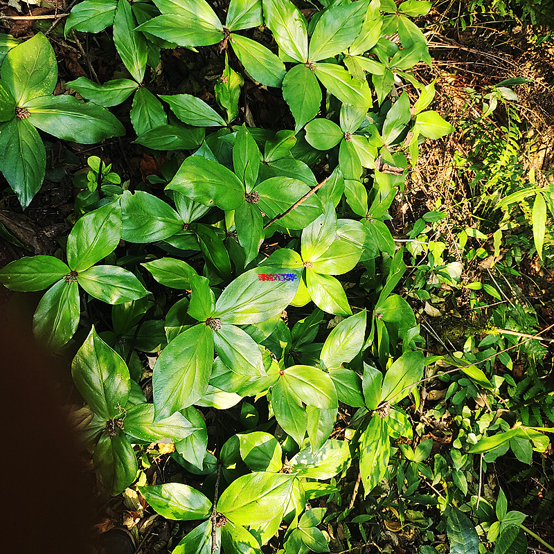 新鲜草药红四块瓦 四儿风中药材四叶黄 庭院栽种采挖晒干四大天王