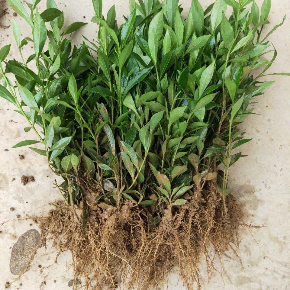 小叶栀子工程苗庭院园林绿化苗木树苗花园植物四季常绿园林色块u.