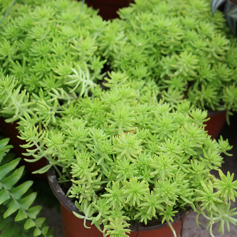 佛甲草盆栽屋顶绿化庭院草坪耐寒耐寒四季常绿金叶中华景天佛甲草