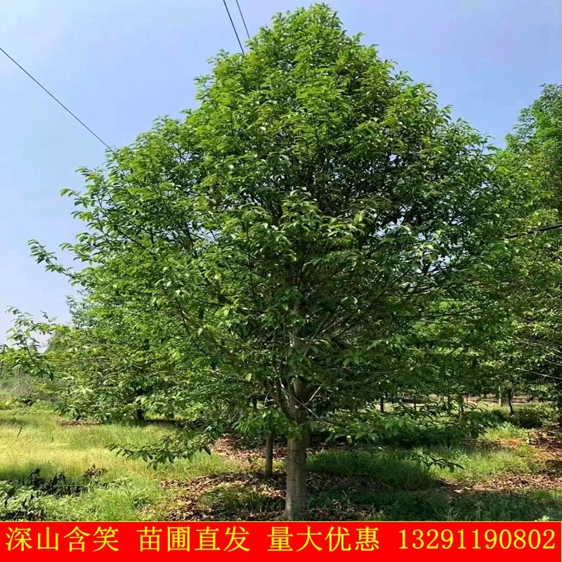 乐昌含笑树苗风景行道树庭院园林绿化四季常绿高杆深山含笑大冠幅