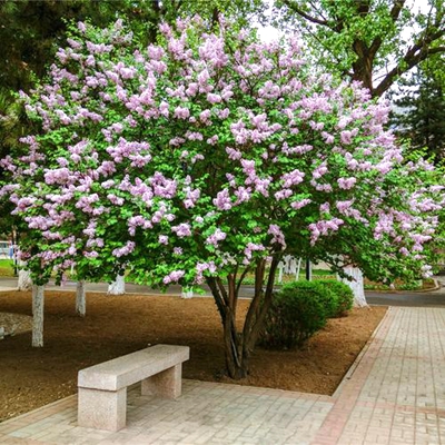 丁香花树苗浓香花苗花卉植物耐寒庭院四季室外别墅白紫丁香花盆栽