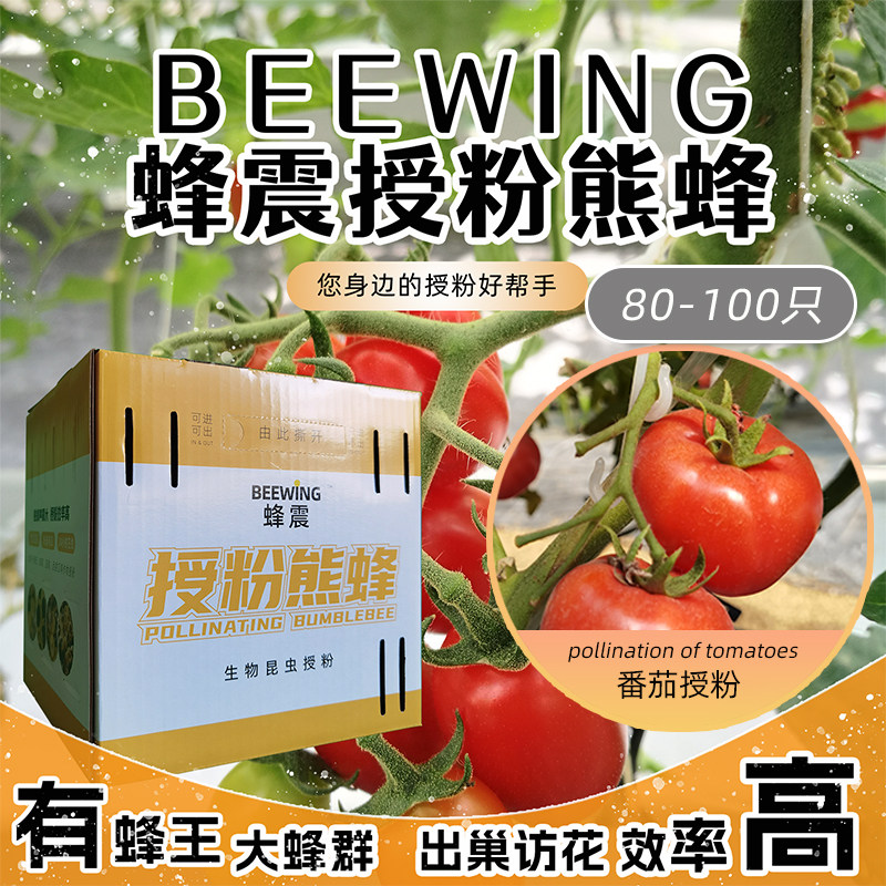 【番茄授粉熊蜂】BEEWING蜂震熊蜂授粉蜂雄蜂熊蜂蜂王蜜授粉蜂箱