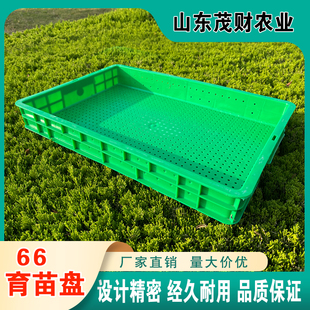 66育苗盘 厂家直销 加厚芽苗菜专用盘 无土种植 豆芽筐 催芽盘
