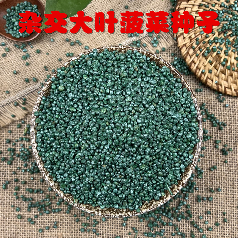 杂交大叶菠菜种子 美佳F1 包衣耐寒性好晚抽薹性广初秋及越冬种植