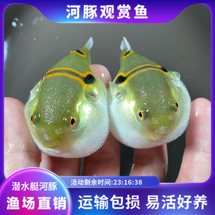 弓斑河豚观赏鱼冷淡水潜水艇狗头小鱼苗好养耐活巧克力娃娃鱼宠物