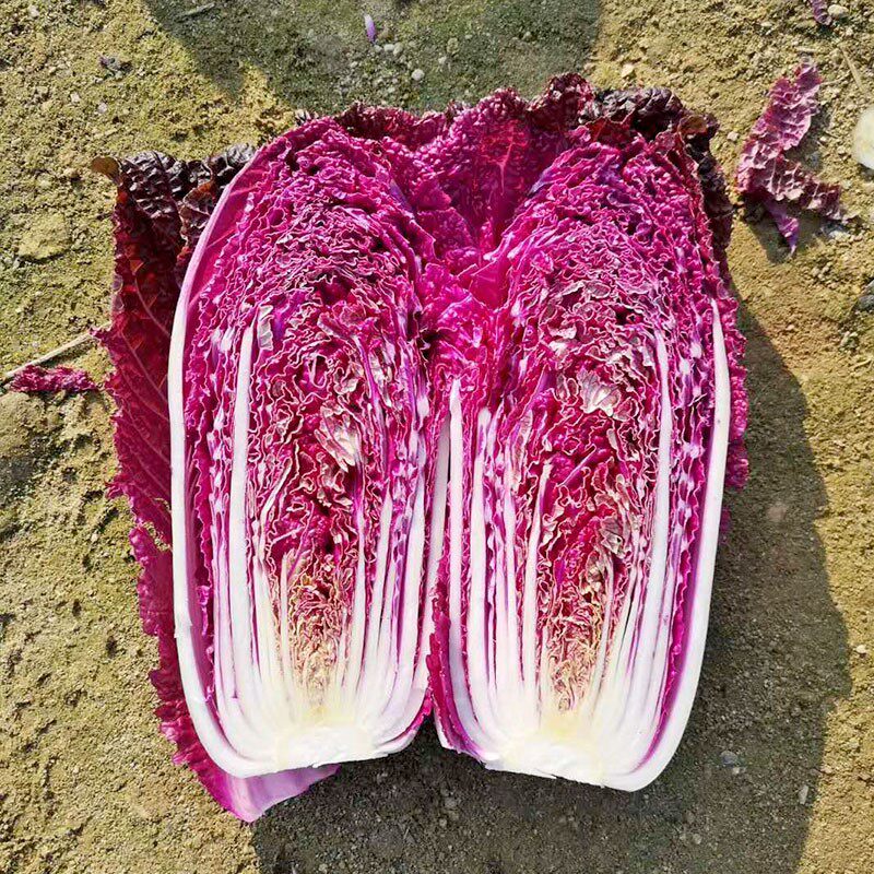 紫色大白菜种子千宝菜非转基因紫白菜种子交蔬菜种子四季播保键菜