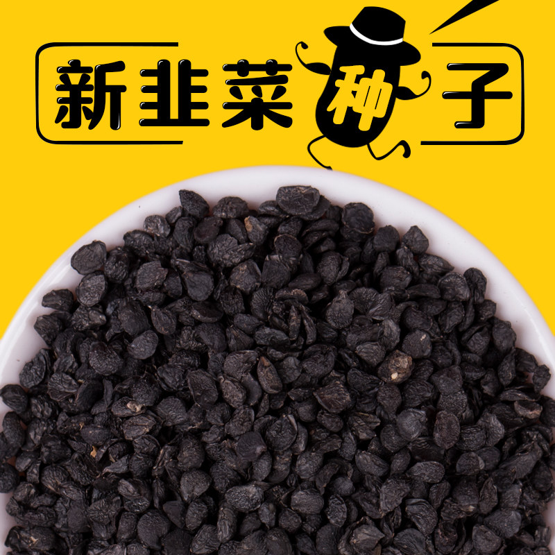 紫根韭菜种子宽叶韭菜籽蔬菜种子四季阳台盆栽庭院可泡茶泡酒男性