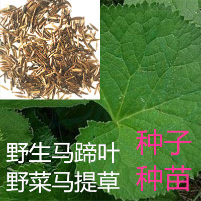 马蹄叶东北山野菜马蹄草驴蹄菜特种蔬菜种子种苗盆栽南北四季易活