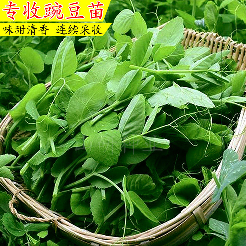 无须碗豆尖子豌豆种籽肥仔豌豆苗种龙须菜蔬菜种子阳台大田豆芽菜