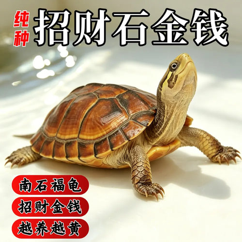 迷你石金钱龟苗一公一母小乌龟