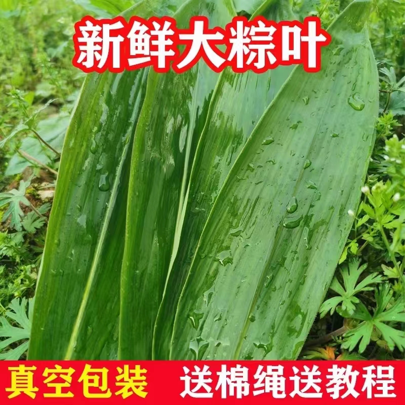 粽子叶新鲜免邮特大号 100片箬叶包粽子的叶子粽叶粽子新鲜干叶大 粮油调味/速食/干货/烘焙 粽叶 原图主图