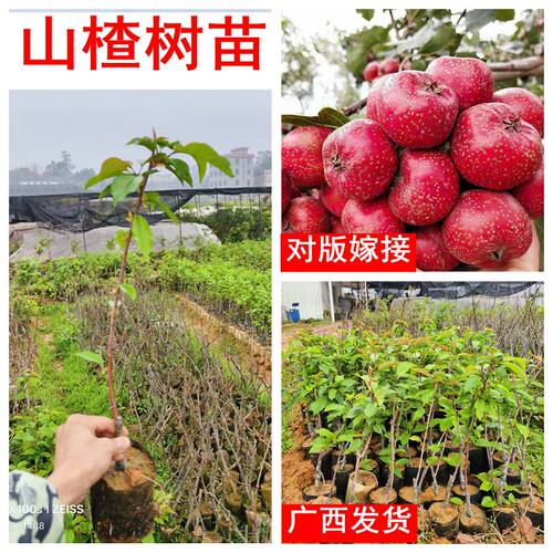 山楂果树苗矮化南北方