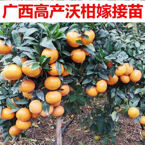无核沃柑广西高产沃柑苗当年结果