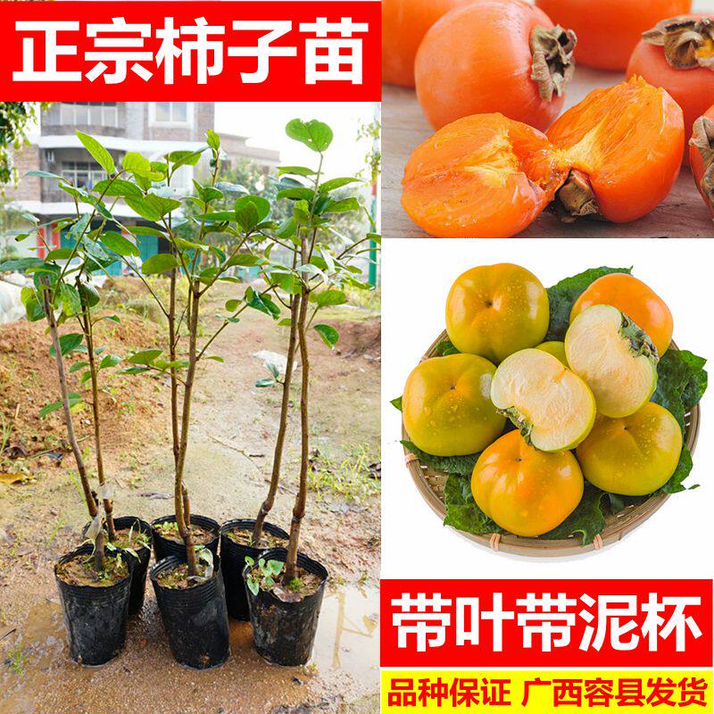 日本甜柿子树苗嫁接柿子苗鸡心罗田火晶柿子果树苗南北方当年结果