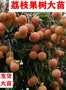 荔枝树果苗妃子笑荔枝