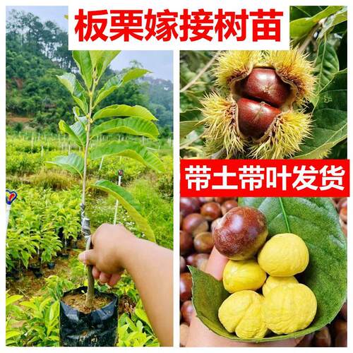大红袍矮化嫁接栗子苗