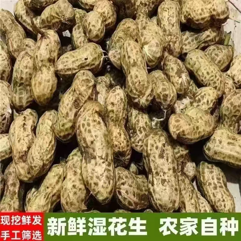 新鲜湿花生粉皮现挖先发3斤