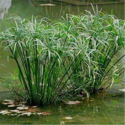 水竹特价水生水培植物盆栽水棕竹鱼缸庭院水池塘旱伞草风车草苗